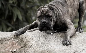 卡斯羅犬夏天怎么防暑 卡斯羅犬夏天消暑方法