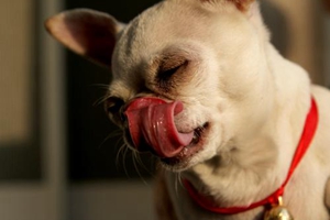 吉娃娃產(chǎn)后怎么照顧