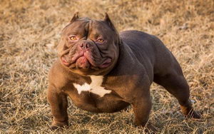 美國惡霸犬多久洗一次澡 美國惡霸犬什么時候不能洗澡