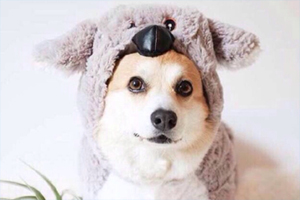 柯基犬懷孕的癥狀有哪些