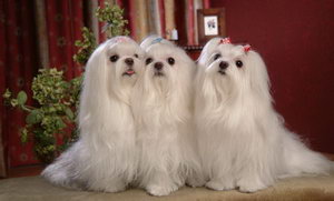 馬爾濟斯犬怎么包毛 馬爾濟斯犬扎辮子方法