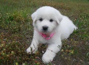 大白熊犬毛發(fā)怎么搭理 大白熊犬毛發(fā)梳理技巧