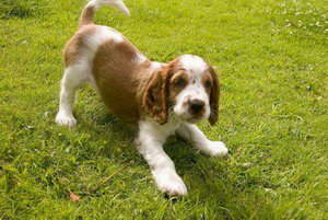 史賓格犬吃什么狗糧好 史賓格犬狗糧品牌選擇推薦