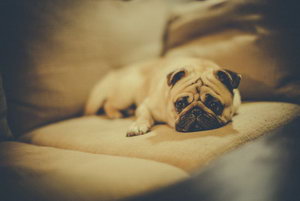 巴哥犬毛發(fā)怎么梳理 八哥犬毛發(fā)梳洗方法