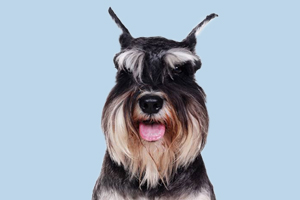 雪納瑞什么時候配種