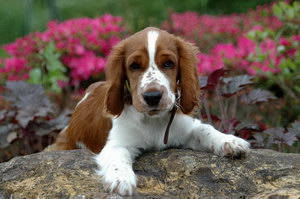 史賓格犬耳朵怎么清理 史賓格犬耳朵清潔護(hù)理流程