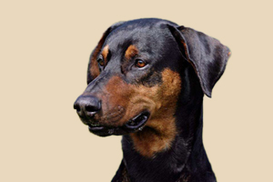 杜賓犬什么時候發(fā)情期