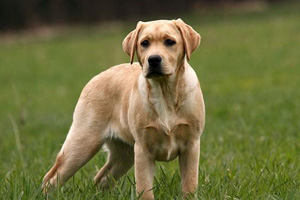 拉布拉多懷孕吃什么