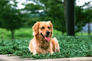 狗狗生產(chǎn)后怎么護理