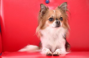 蝴蝶犬怎么補鈣 蝴蝶犬補鈣方法大全