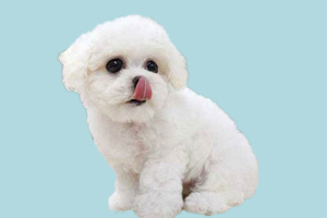 比熊犬什么時(shí)候能結(jié)扎