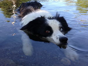 邊境牧羊犬毛發(fā)怎么梳理 邊牧梳理毛發(fā)方法