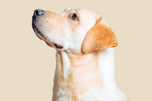 拉布拉多產(chǎn)前征兆是什么