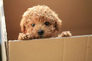 茶杯犬不能吃什么東西 茶杯犬不能吃的食物大全