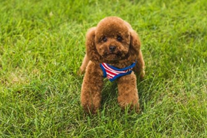 母泰迪懷孕有什么特征