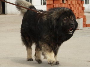 高加索犬吃什么毛色好 高加索犬吃什么對毛發(fā)好