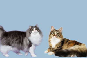 挪威森林貓和緬因貓的區(qū)別有哪些