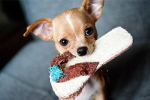 如何訓(xùn)狗狗撿東西