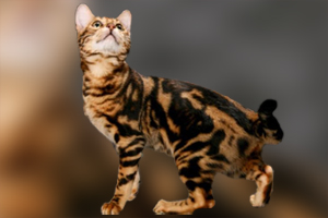 孟加拉豹貓性格怎么樣