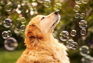 金毛不能吃什么東西 金毛犬不能吃的食物大全