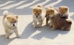 小柴犬皮膚怎么保養(yǎng) 柴犬幼犬皮膚護理方法