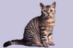 美國硬毛貓?zhí)卣饔心男? / data-E42x=