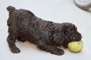 匈牙利牧羊犬怎么養(yǎng) 匈牙利牧羊犬飼養(yǎng)方法及注意事項