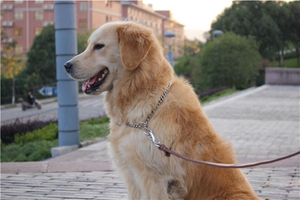 如何訓(xùn)狗隨行