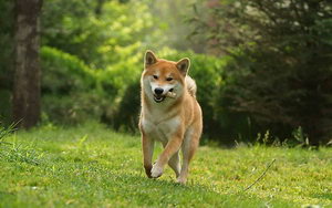 柴犬怎么養(yǎng) 柴犬飼養(yǎng)心得