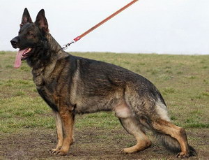 小德牧什么時候洗澡 德國牧羊犬洗澡時間