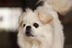 北京犬怎么養(yǎng)