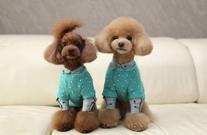 貴賓犬怎么剪指甲 貴賓犬修剪指甲方法