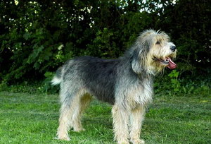 布雷獵犬有牙結(jié)石怎么辦 伯瑞犬牙結(jié)石預(yù)防治療方法