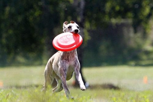 如何訓練小狗接飛盤