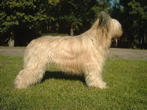 伯瑞犬嘔吐怎么辦 布雷獵犬嘔吐治療方法