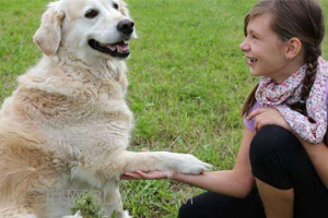 訓(xùn)練狗狗握手怎么做