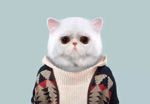 公貓母貓?jiān)趺磪^(qū)分