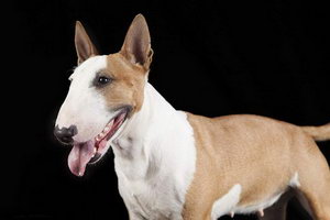 小型斗牛梗怎么養(yǎng) 小型斗牛梗飼養(yǎng)方法