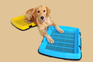 訓(xùn)練金毛上廁所怎么做