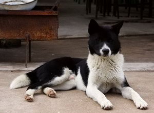 中華田園犬消化不良怎么治 土狗消化不良解決方法