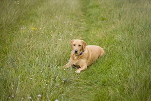 拉布拉多怎么護(hù)理 拉布拉多照顧方法