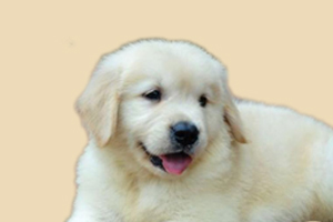 金毛的發(fā)情期怎么處理