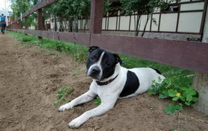 斯塔福郡斗牛梗拉肚子怎么治 斯塔?？ざ放９＠≈委煼椒? / data-nyHz=