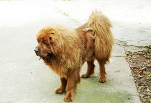 藏獒吃什么毛長的好 藏獒吃什么食物毛發(fā)長的好