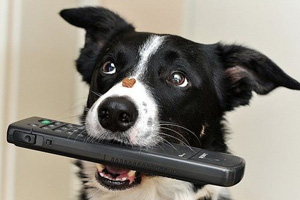 怎么訓(xùn)練狗叼東西