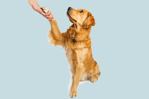 如何訓(xùn)狗握手