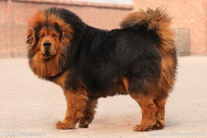 藏獒怎么養(yǎng) 藏獒養(yǎng)殖方法