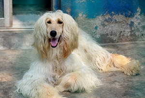 阿富汗獵犬吃什么狗糧好 阿富汗獵犬狗糧選擇技巧