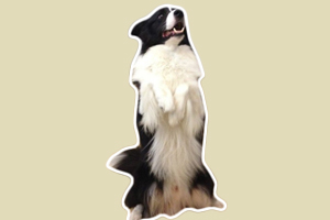 牧羊犬訓(xùn)練坐立怎么做