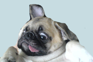 如何訓(xùn)狗裝死